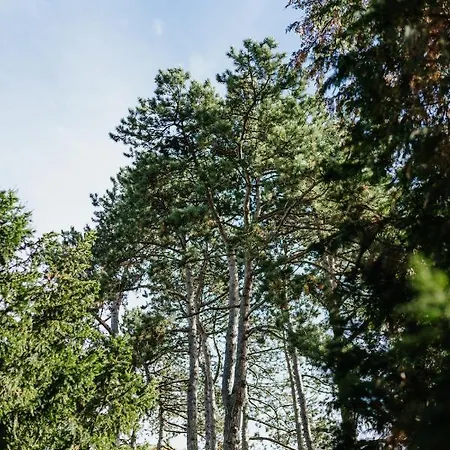 Manoir Francois Du Tilleul - Reims - Bed & Breakfast